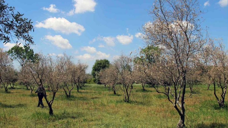 Zeytin aalarnda korkutan kuruma