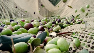 Zeytin hasadı: Geleneksel yöntemlerden modern teknolojilere