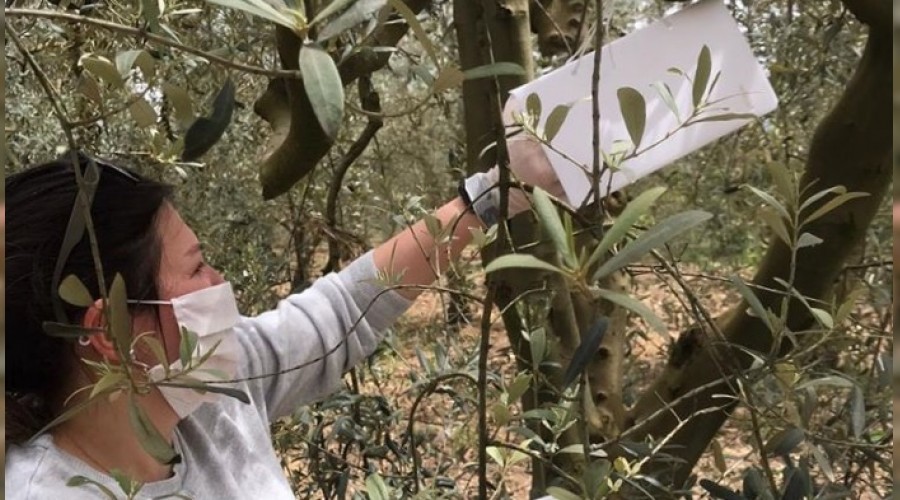 Zeytin �reticilerine uyar�  