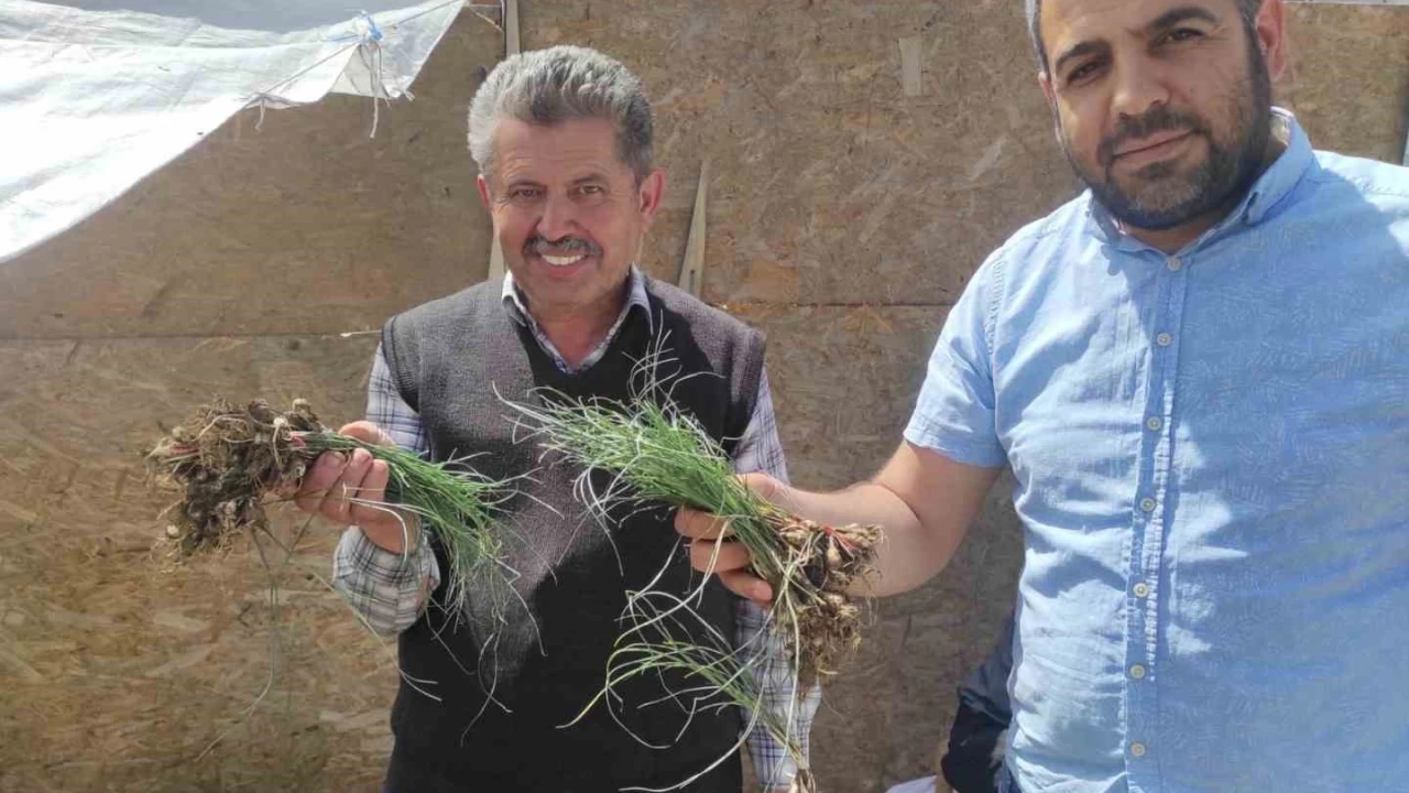 'Zuzubak' Otunun fiyatını duyan dönüp bir daha bakıyor: Kilosu 5 bin liradan alıcı buluyor