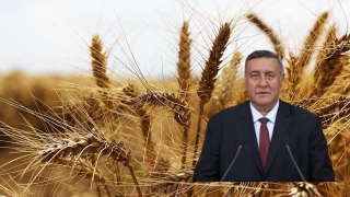 ‘1 ton buğday 11 çeyrek altından 2 çeyrek altına düştü’