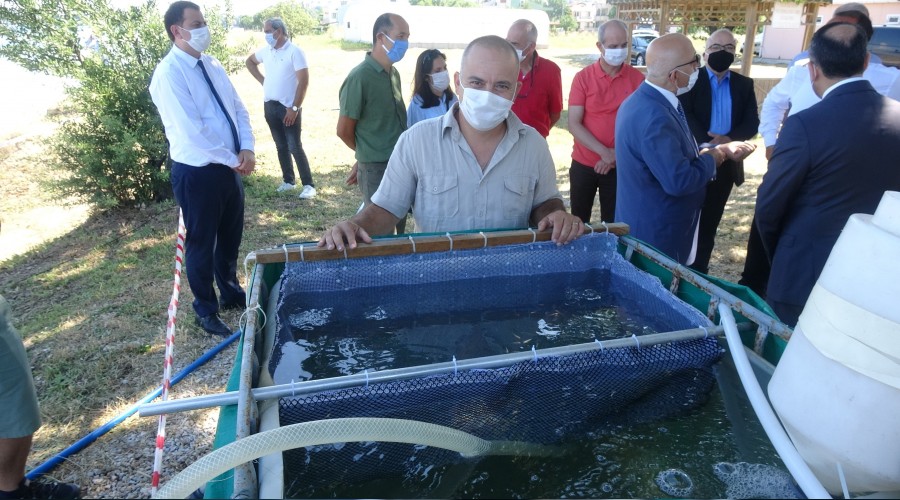 10 bin yavru çipura denizle buluştu