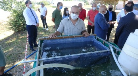 10 bin yavru çipura denizle buluştu