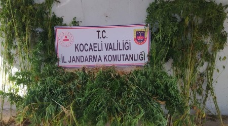 251 kök kenevir ele geçirildi