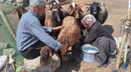 3 bin 500 rakımlı Ağırkaya Yaylası'nda zorlu mesai