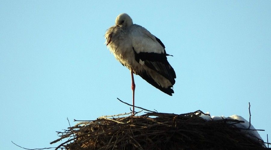 4 y�ld�r g�� etmeyen leylek k�y�n maskotu oldu