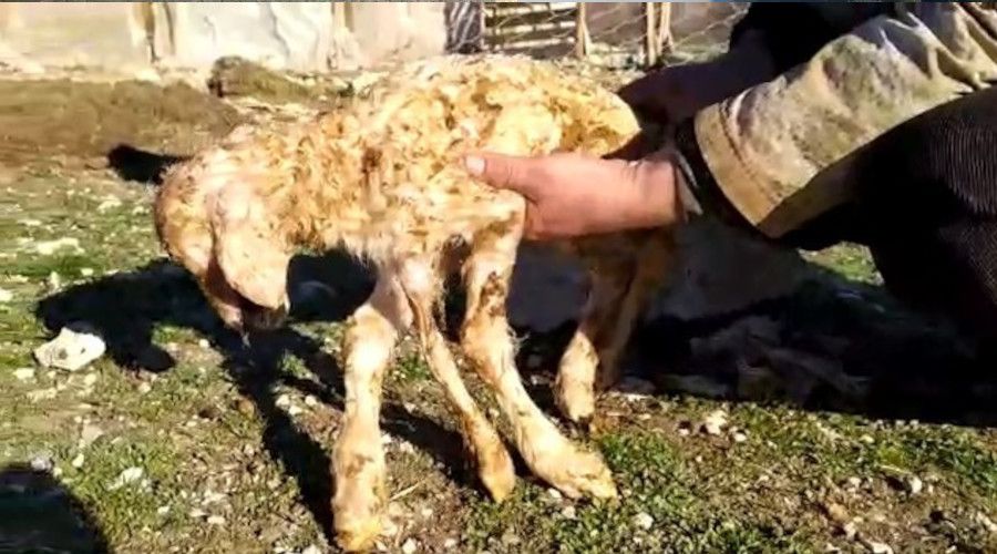 5 ayaklı kuzu görenleri şaşkına çevirdi