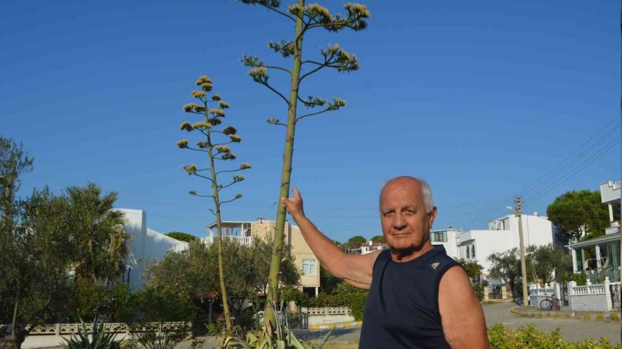 60 yıl sonra çiçek açtı