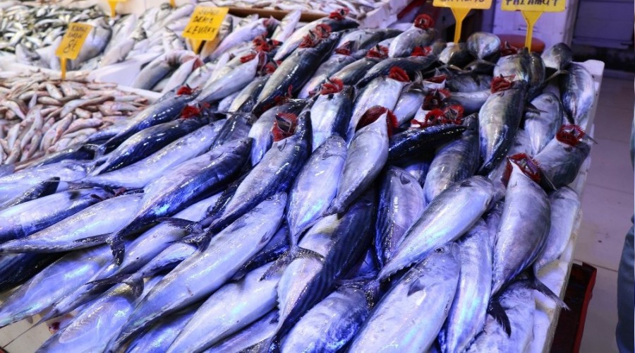 600 gramlık palamut 10 TL