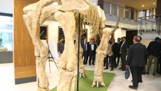 7,5 milyonluk fosil faunas sergilenecek