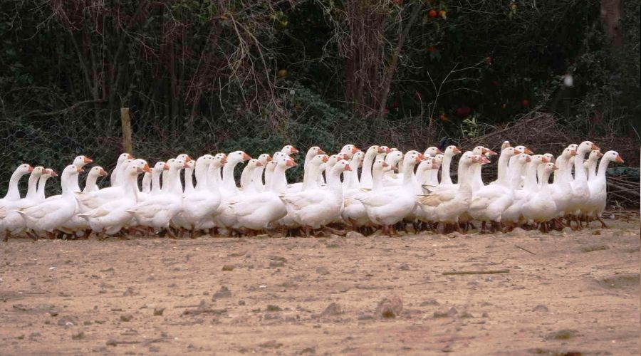 Adana'dan kazn bakenti Kars'a kaz satyor