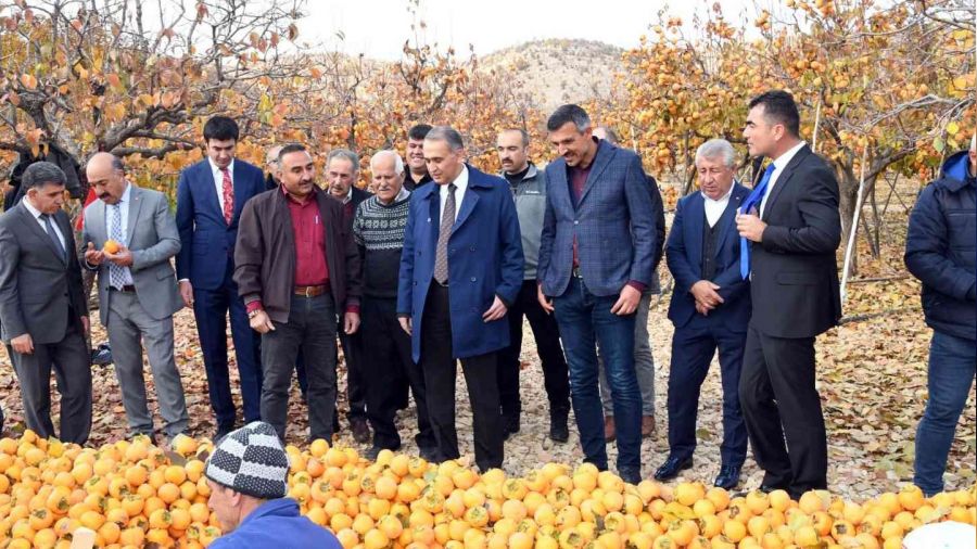 Adıyaman'da 'Cennet Hurması' hasadı başladı