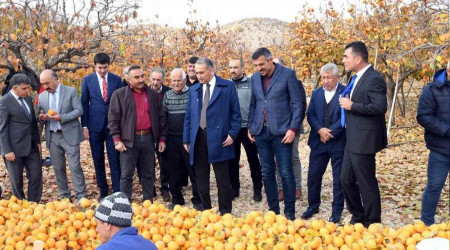 Adıyaman'da 'Cennet Hurması' hasadı başladı