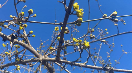 Ağaçlar 'yalancı bahar'a aldandı