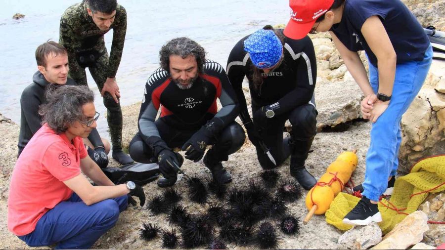 Akdeniz'de zehirli deniz kestanesi tehlikesi