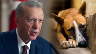 AKP’de ‘sokak köpeği’ zirvesi: Erdoğan, bakan ve bürokratlara kızdı