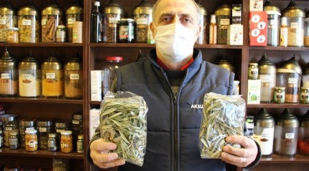 Aktarlarda zeytin yaprağı yok satıyor