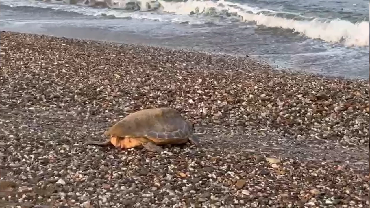 Alanya'da caretta caretta yuvalarında rekor kırıldı