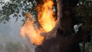 Alev savalarnn en byk rakibi rzgr
