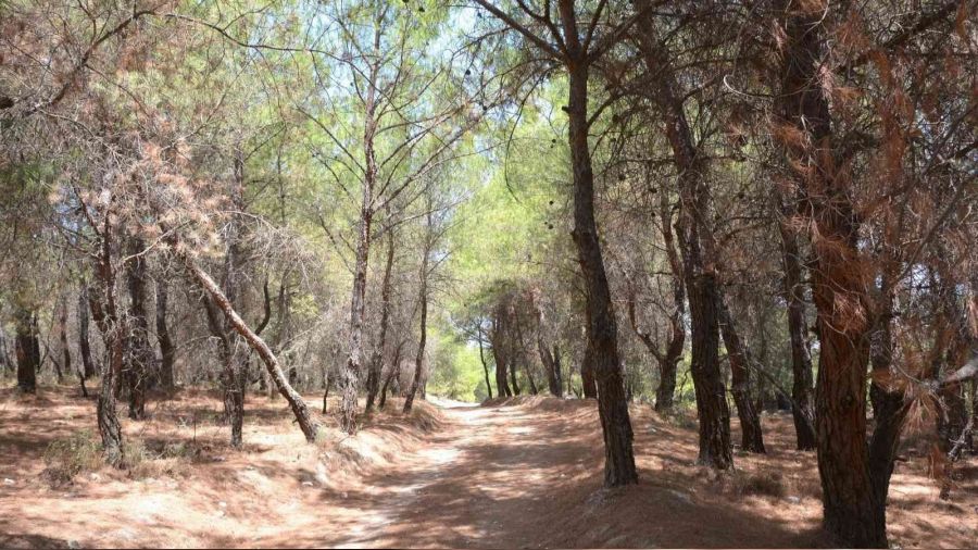 Aliağa'da 31 Ekim'e kadar ormanlara giriş yasaklandı