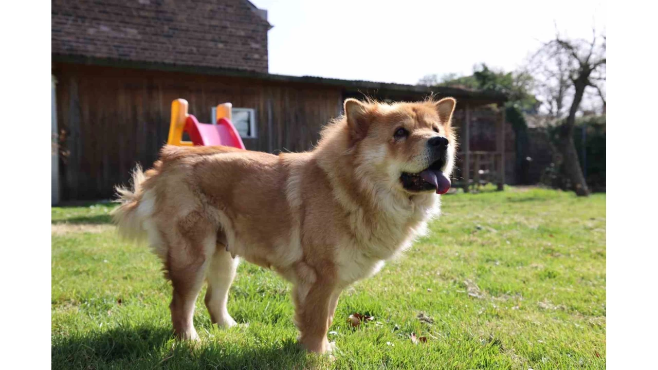 Almanya'da köpek vergileri 2025 yılında arttı