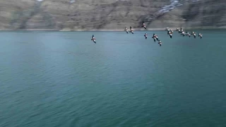 Angıt kuşları, Tortum Gölünü mesken tuttu