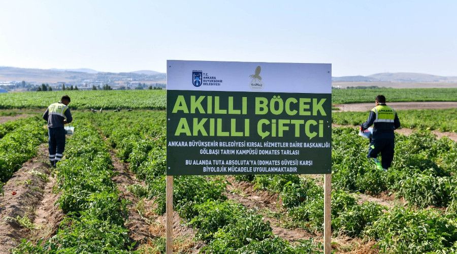 Ankara Büyükşehir Belediyesi, tarımda biyolojik mücadele dönemini başlattı