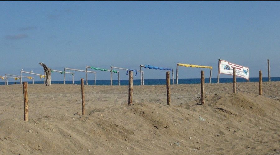 Antalya'da Caretta Caretta yumurtaları için nöbet başladı