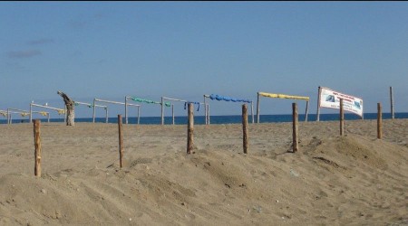 Antalya'da Caretta Caretta yumurtaları için nöbet başladı
