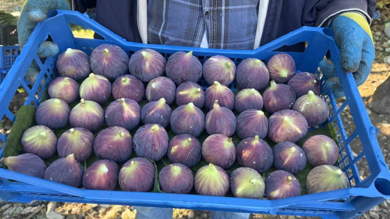 Antalya'da siyah incir hasadında sona gelindi