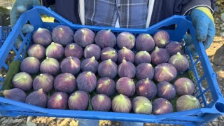 Antalya'da siyah incir hasadnda sona gelindi