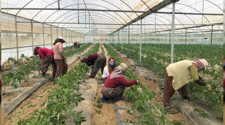 Antalya'nın yaylalarında örtü altı üretim artıyor