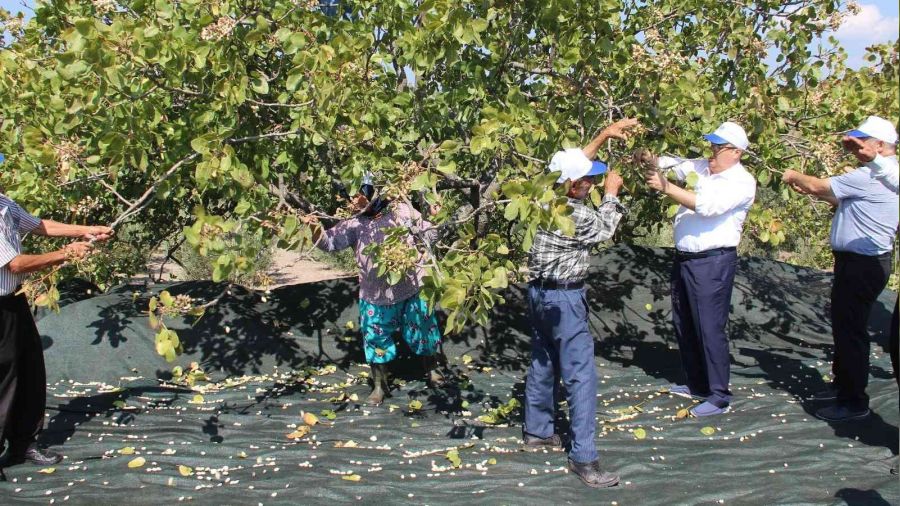 Antep fıstığı üretimine başladılar