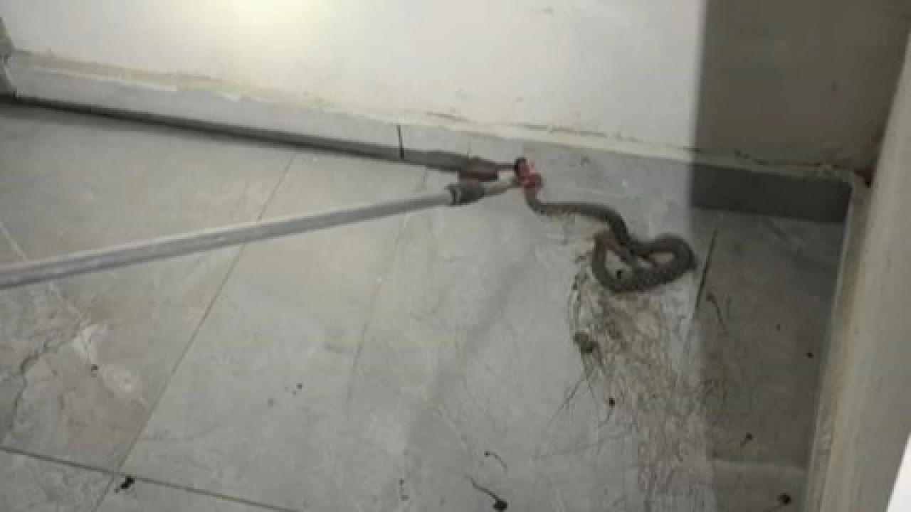 Apartmanda g�r�len y�lan pani�e neden oldu