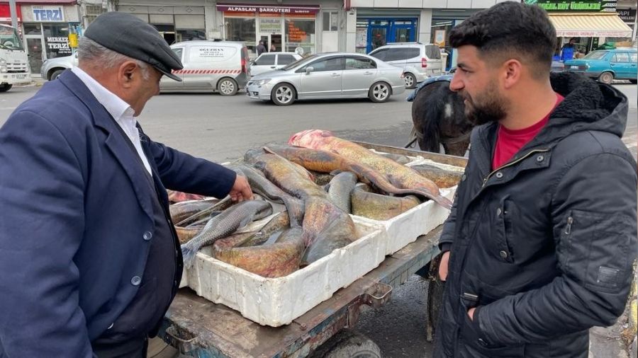 Ardahan'da boyları 1,5 metre 5 yayın balığı yakalandı