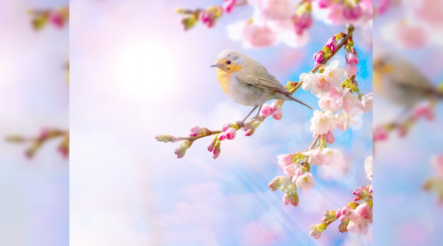 Ar�ya alt� k��e petek yapmay� kim ��retti?