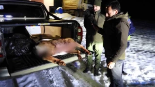 Artvin'de kaçak avcılara rekor ceza