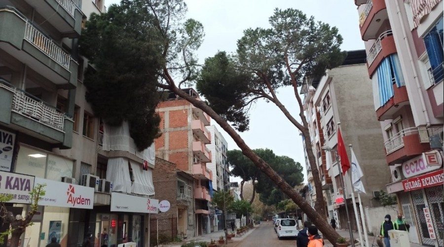 Asırlık çam ağacı apartmanın üzerine devrildi