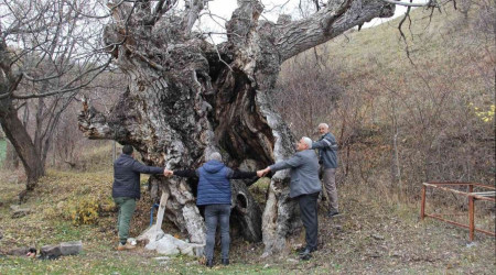Asrlk ceviz aalar zamana meydan okuyor