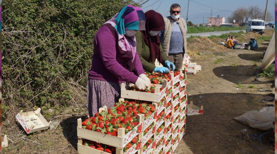 Aydın çileğinin sofralara yolculuğu başladı