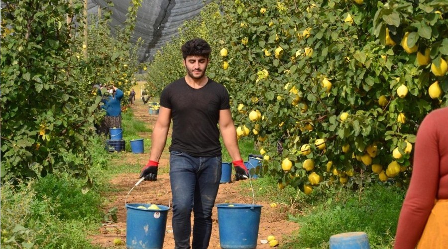Ayva hasadı devam ediyor