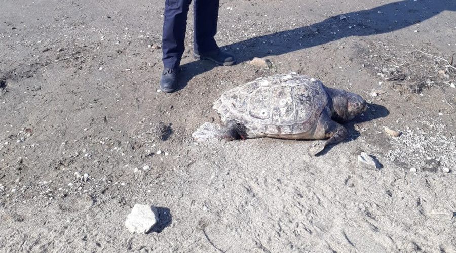 Ayvalık'ta dev caretta caretta kaplumbağa sahile vurdu
