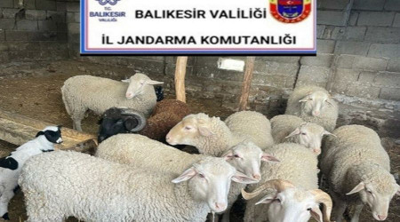 Ayvalık'ta koyun hırsızlarına jandarmadan kaçamadı
