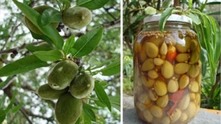 Badem alas Turusu ile ifa kavanoza giriyor