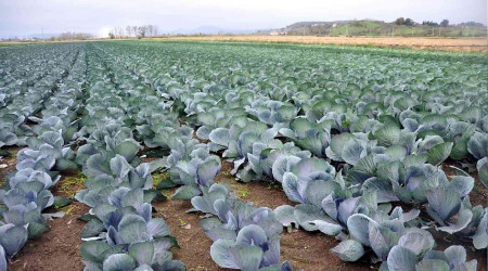 Bafra kışlık üründe altın sezonunu yaşayacak