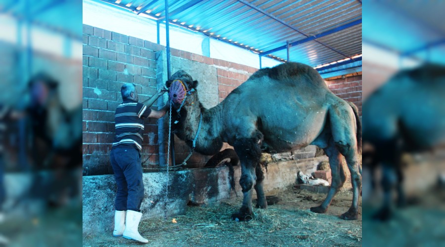 Bak�c�s�n� �ld�ren deve mezbahaya gitti