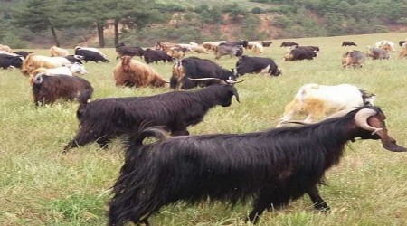 Balık kafası yiyen 8 köpek telef oldu