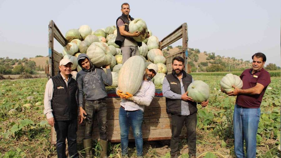 Balkaba��n�n tarladan sofraya yolculu�u ba�lad�