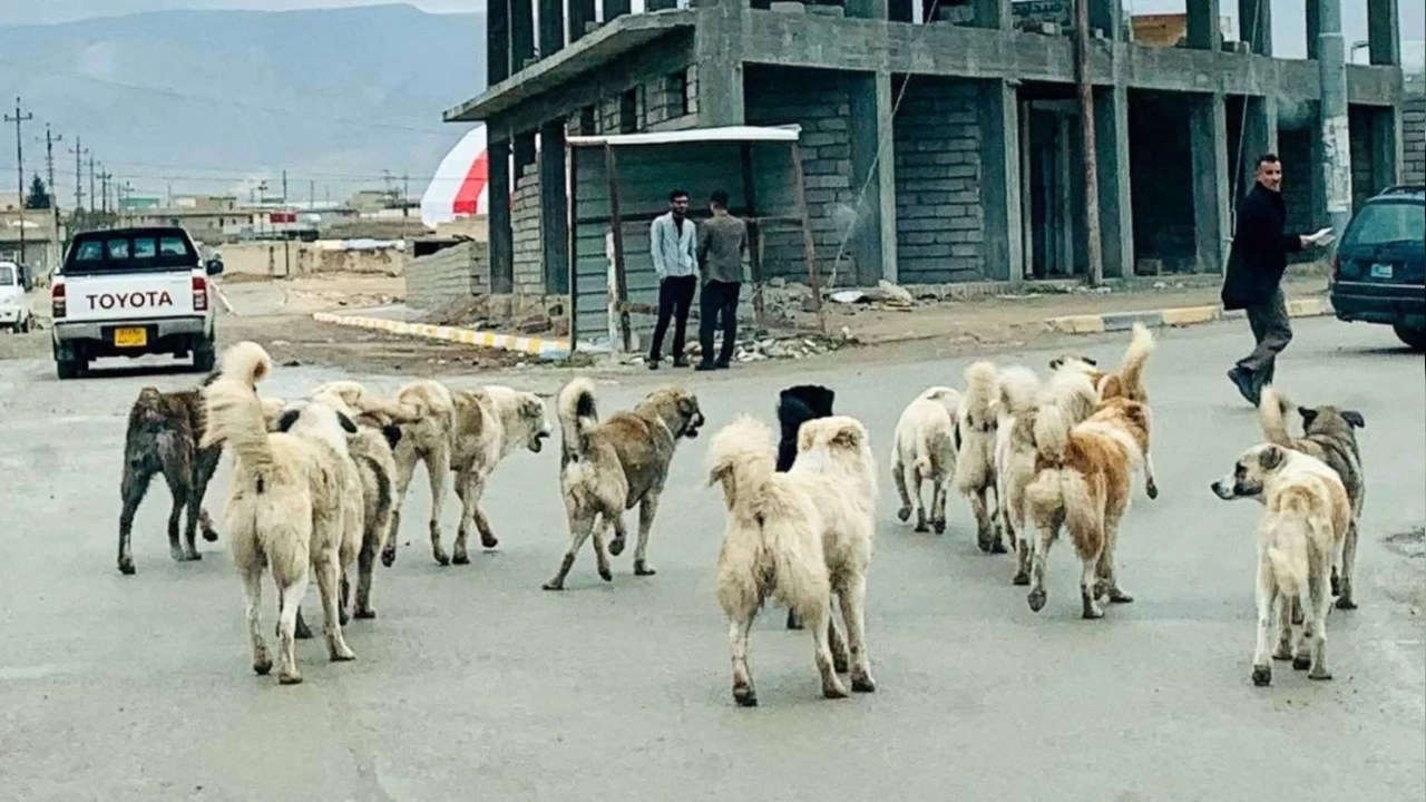 Başıboş köpekler sorunu çözüm bekliyor