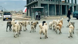 Başıboş köpekler sorunu çözüm bekliyor